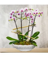 orchid stem orchid-choice 