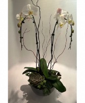 Orchid & Succulent Garden Floral Arrangement