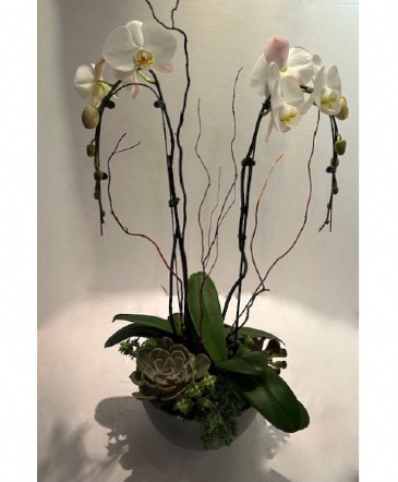 Orchid & Succulent Garden Floral Arrangement in Laguna Niguel, CA | Reher's Fine Florals And Gifts