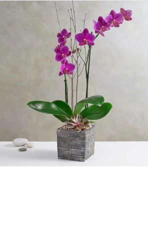 orchid & succulents  in Oakville, CT | Roma Florist Free Delivery Order online