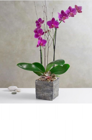 orchid & succulents 