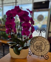 Orchid Swoon  Plant