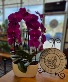 Orchid Swoon  Plant