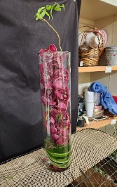 Orchid Tall cylinder Vase with White, Pink or Purple Orchids