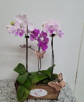 Orchid trio arrangement Any occasion 