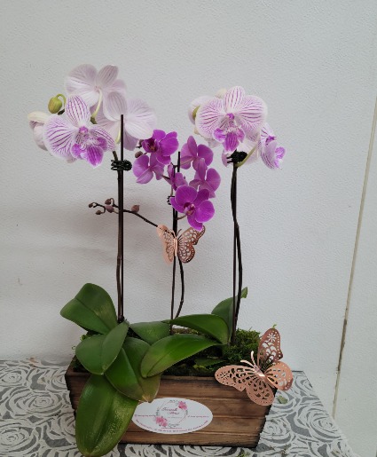 Orchid trio arrangement Any occasion