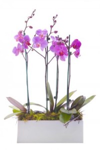 Orchid Trio Container
