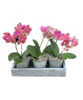 Orchid Trio Plants