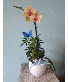 Orchid w/ green house plant 