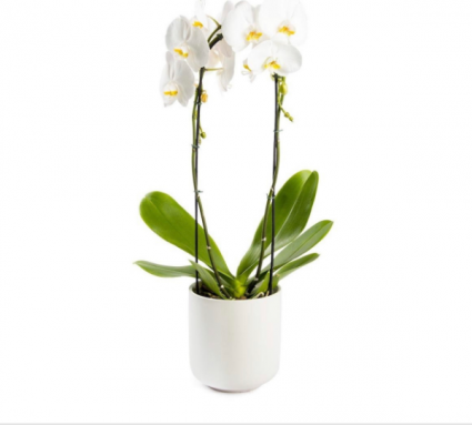 Orchid White 