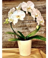 WHITE HOOP ORCHID  PLANT