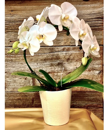 WHITE HOOP ORCHID  PLANT