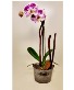 Orchid with a pot Planter