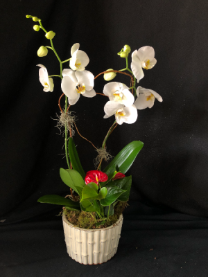 White Orchid Garden 