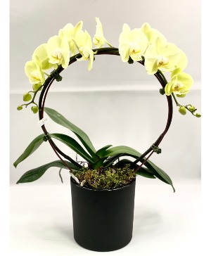 YELLOW HOOP ORCHID  PLANT