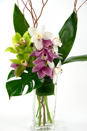 orchidea di cymbidium trio 