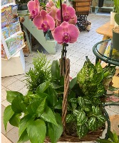 Orchid/Foliage plants in a Basket Basket Garden