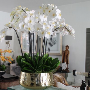 ORCHID SHOWN IS LARGE (3) 1,2,3 ORCHID plant. SPECIAL  this week only in Tampa, FL | THE EVENT FLORIST