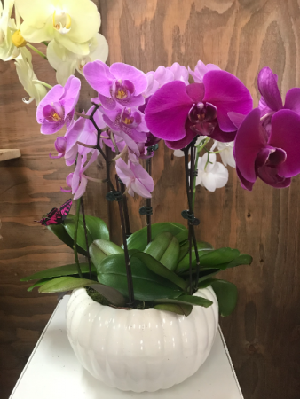 Orchids  