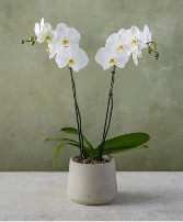 Orchids  