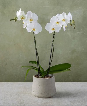 Orchids  