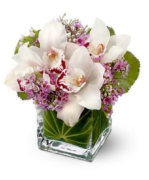 Orchids arrangement  