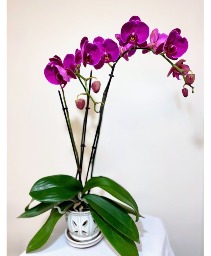 Blooming Purple Orchid House Plant