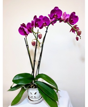 Blooming Purple Orchid