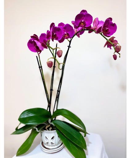 Blooming Purple Orchid House Plant