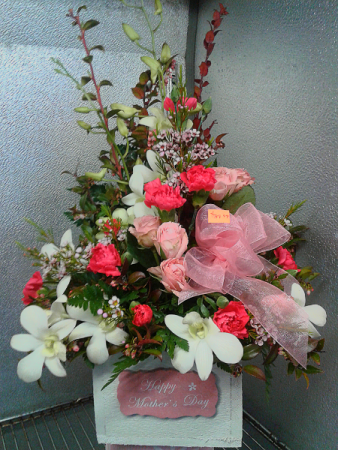 Orchids for mom