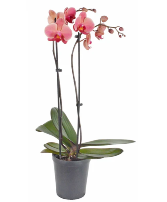 Orchids for mom  