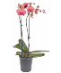 Orchids for mom  