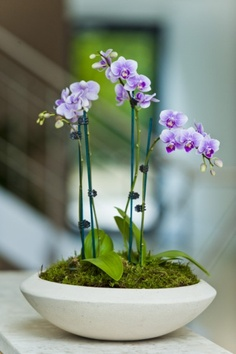 ORCHIDS FOR MOM PLANT