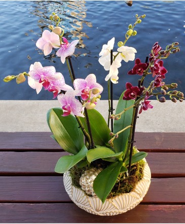 Orchids Galore! Multi orchid planter in Delta, BC | FLOWERS BEAUTIFUL