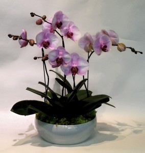 Orchids Galore! Multi orchid planter