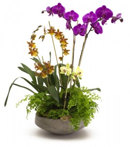 Orchids Garden Blooming Plants
