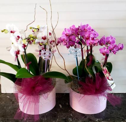Orchids in a Large Ceramic Pot Exclusively at Mom & Pops