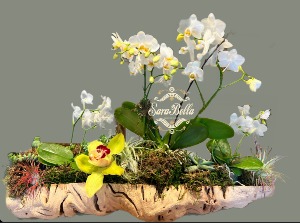 Orchids in Driftwood 