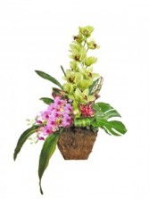 Orchids in natural grass basket Tropical