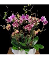 Orchids medley 