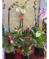 Orchids or Calla liliy Plants