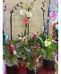Orchids or Calla liliy Plants