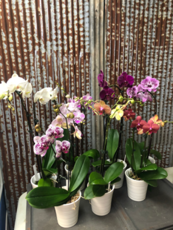 Orchids  Orchids