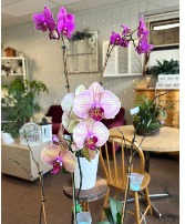 Orchids Orchids