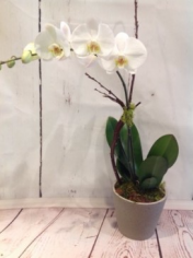 Orchid Plant  in Easton, CT | Felicia's Fleurs