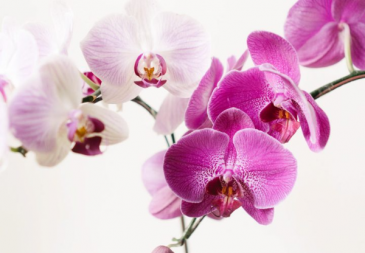 Elegant Orchid Living Plant in Chatham, NJ | SUNNYWOODS FLORIST