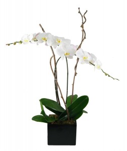 Orchids Planter Blooming Plants