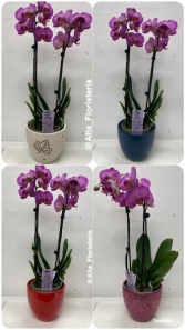 ORCHIDS! PLANTS