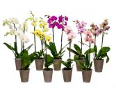 Orchids! Plants
