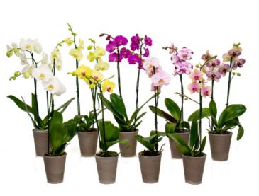 Orchids! Plants in Chatham, NJ | SUNNYWOODS FLORIST
